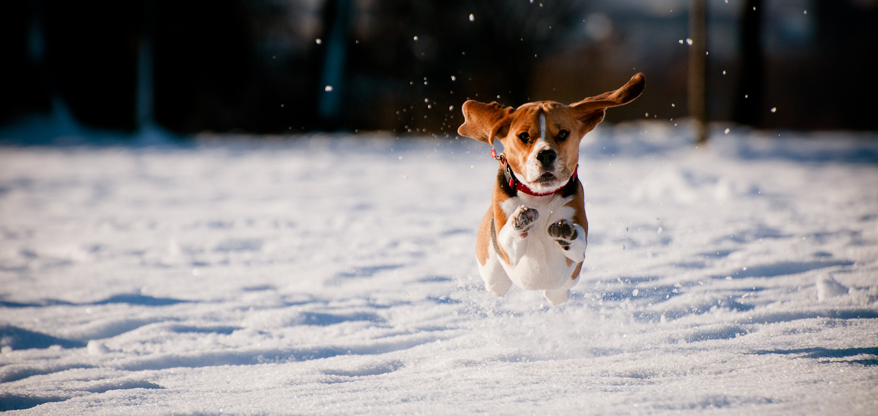 Beagles In The Snow. Snow in the park.